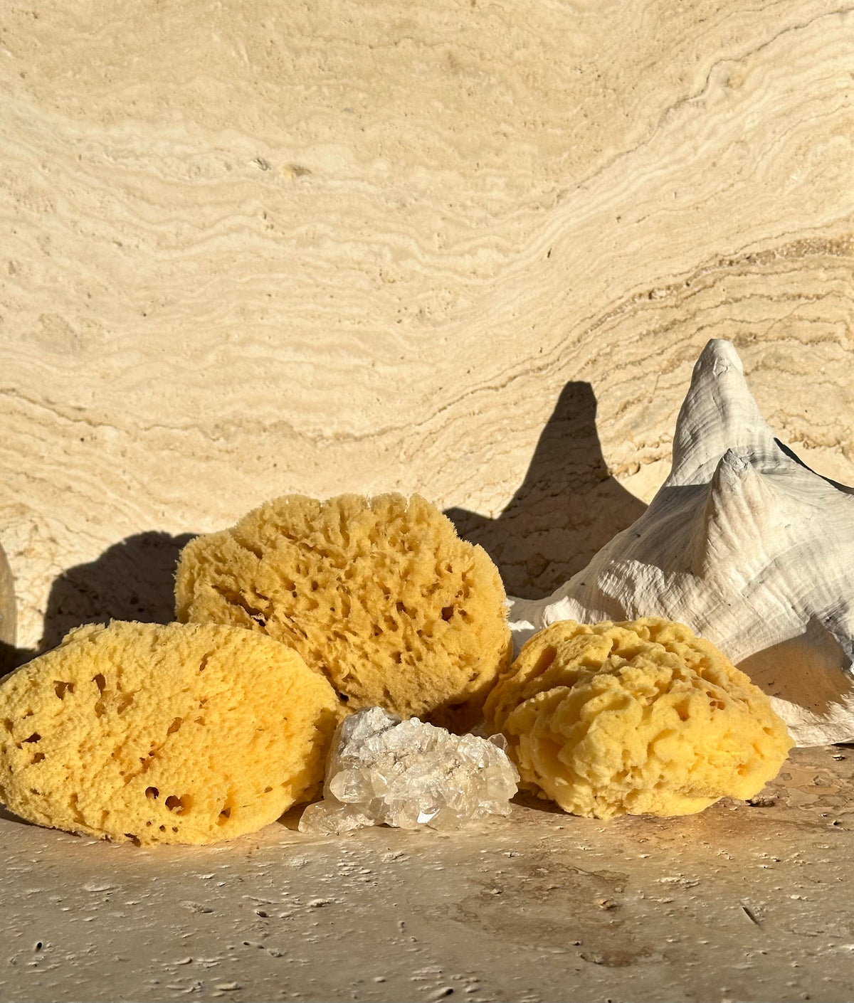 Dead Sea Sponge